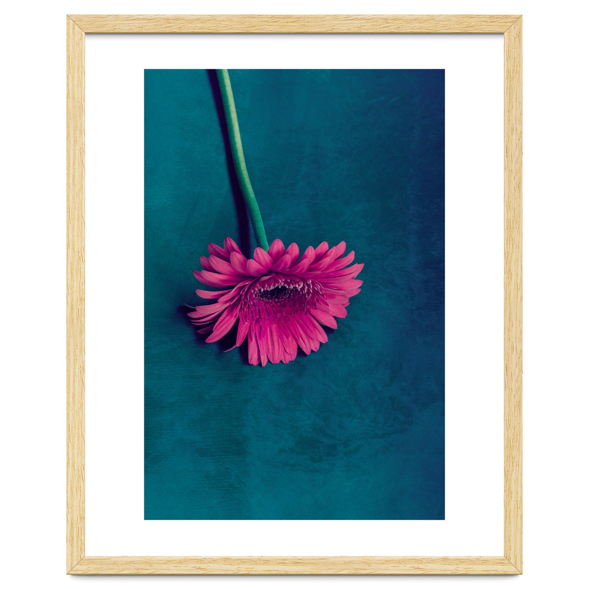 Gerbera for love