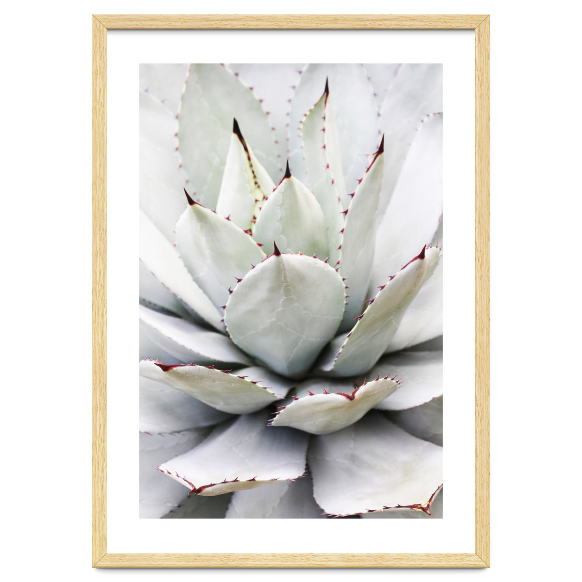 Agave plant