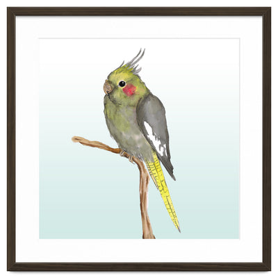 Cute cockatiel