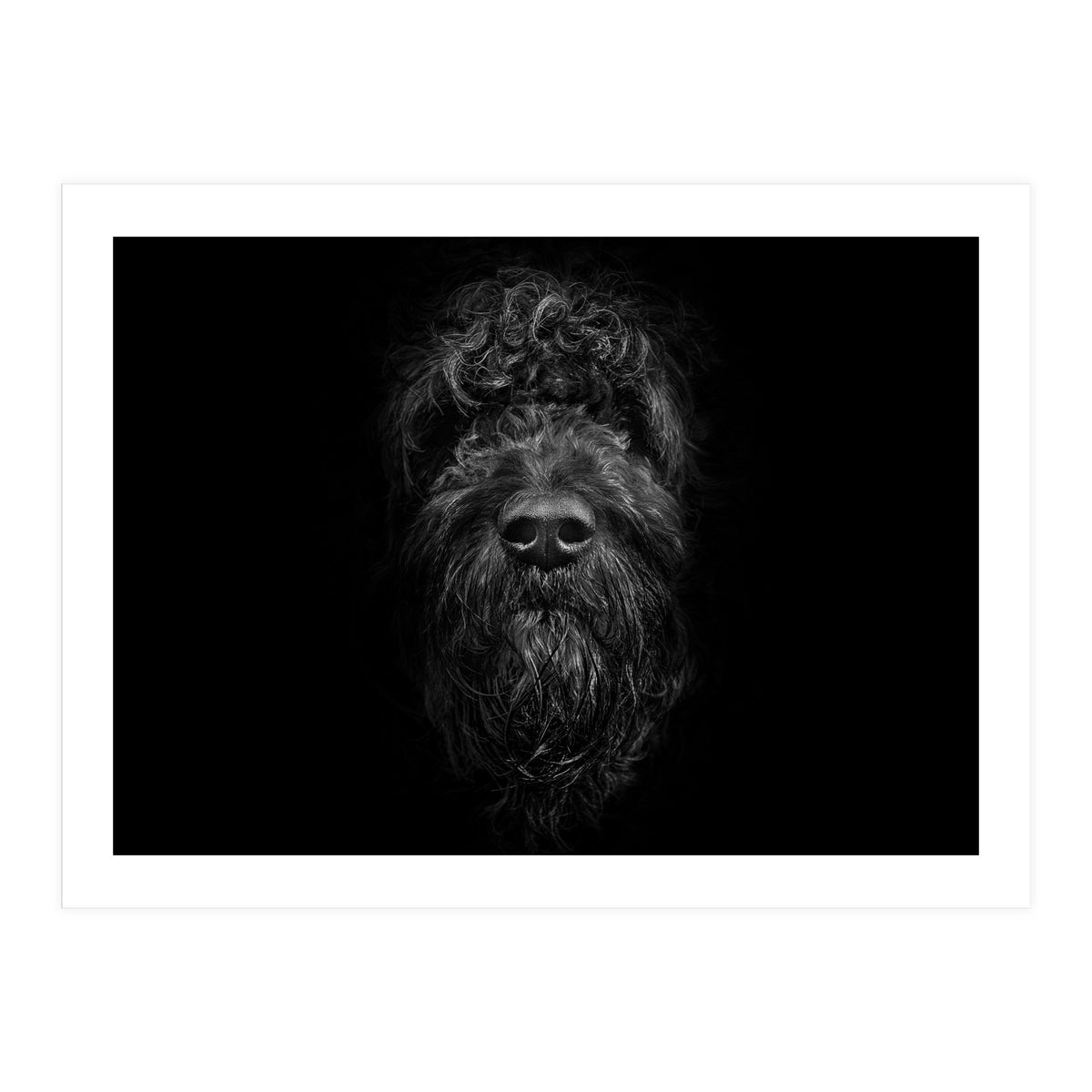 Ziggy Portrait No 2 (Print Only)