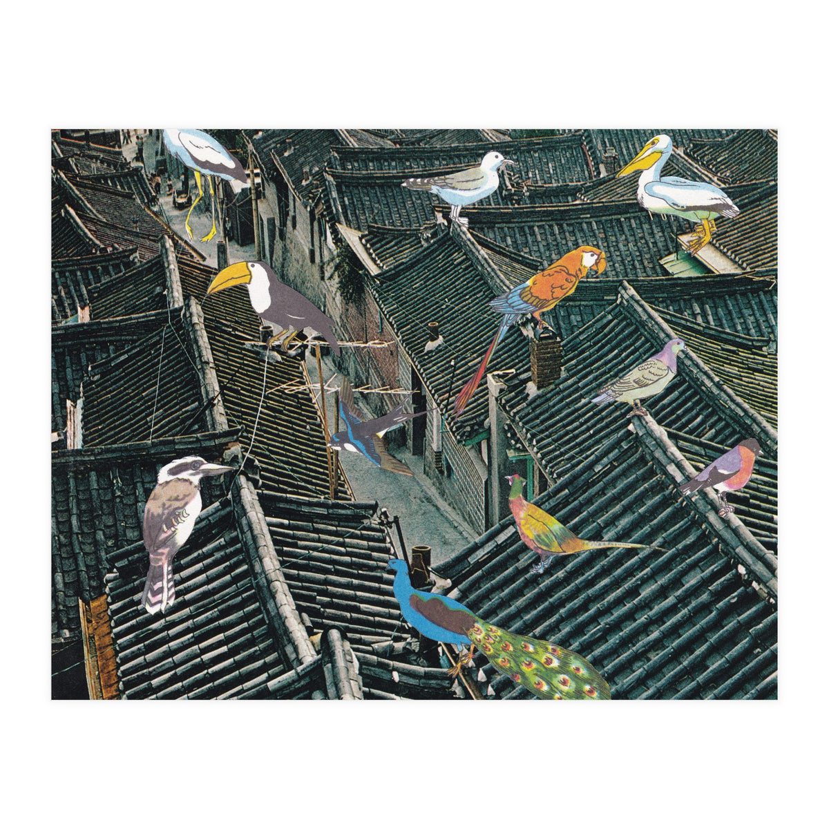 Bird Town (Print Only)