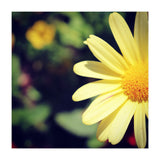 Summer flora (Print Only) thumbnail