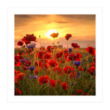 Poppies (Print Only) thumbnail