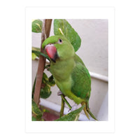 Posing Indian Parrot (Print Only)