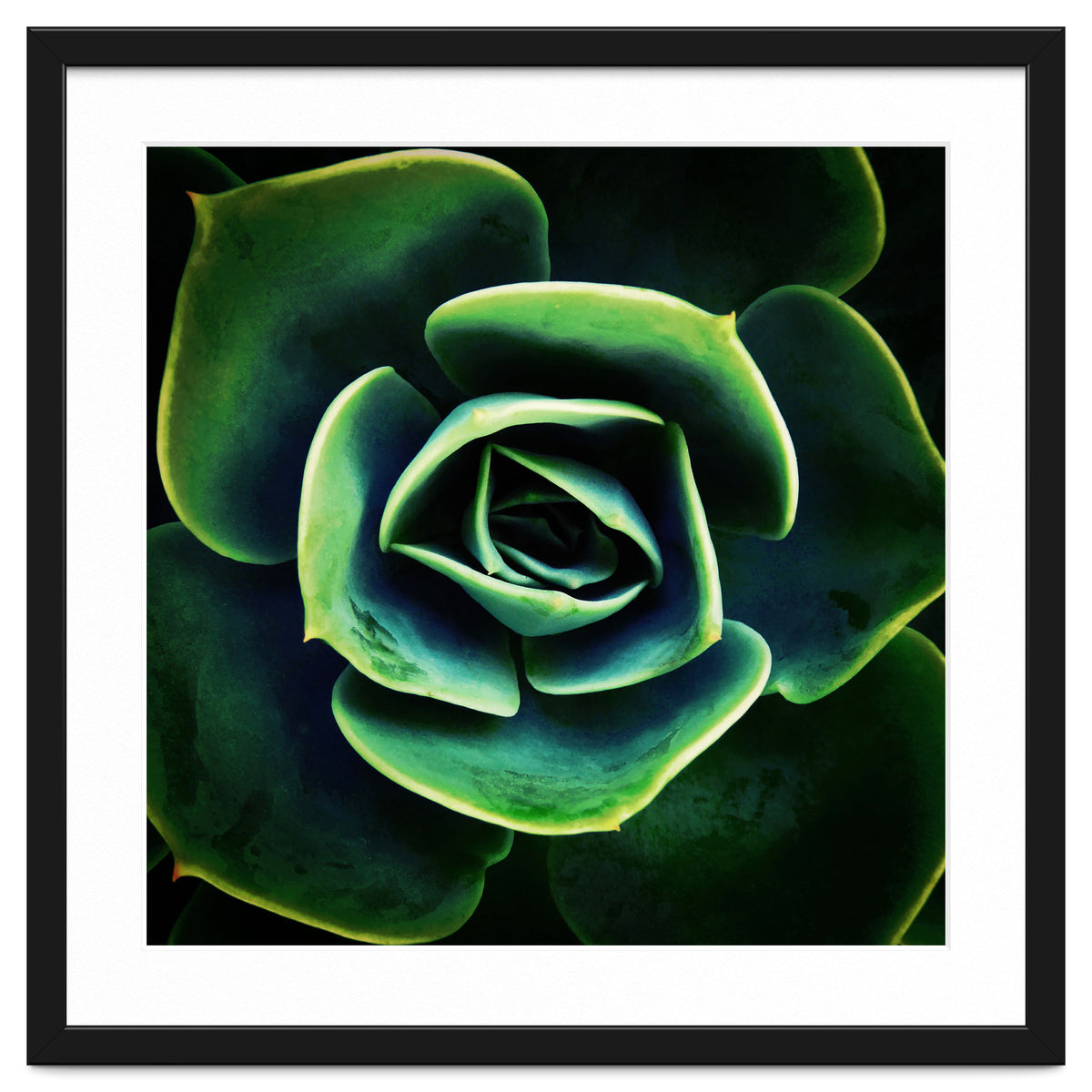 DARKSIDE OF SUCCULENTS XIV