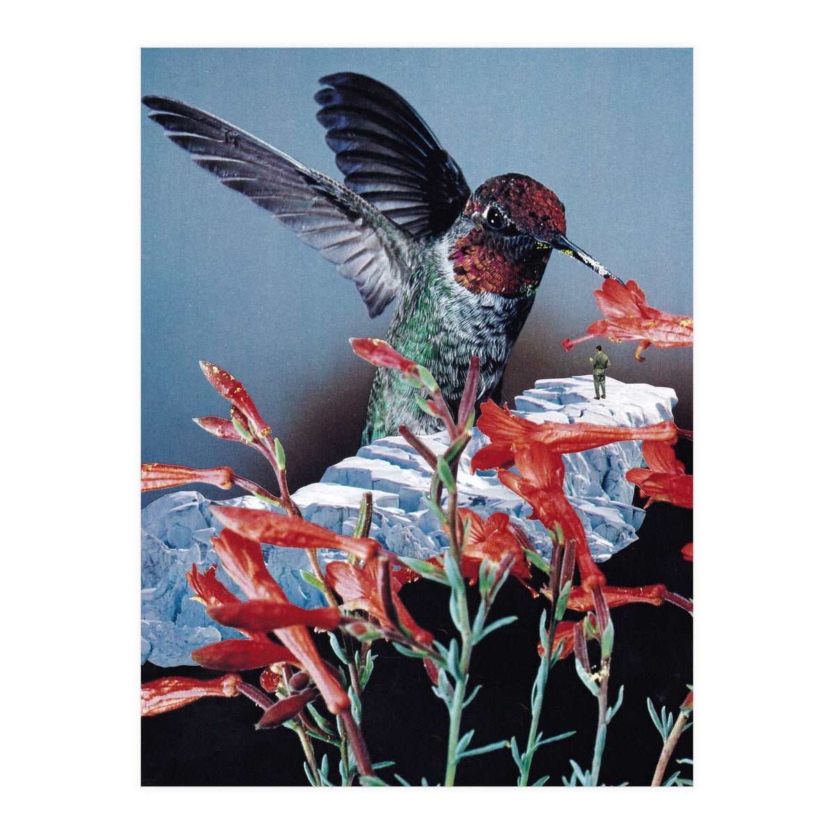 Bird Trainer (Print Only)