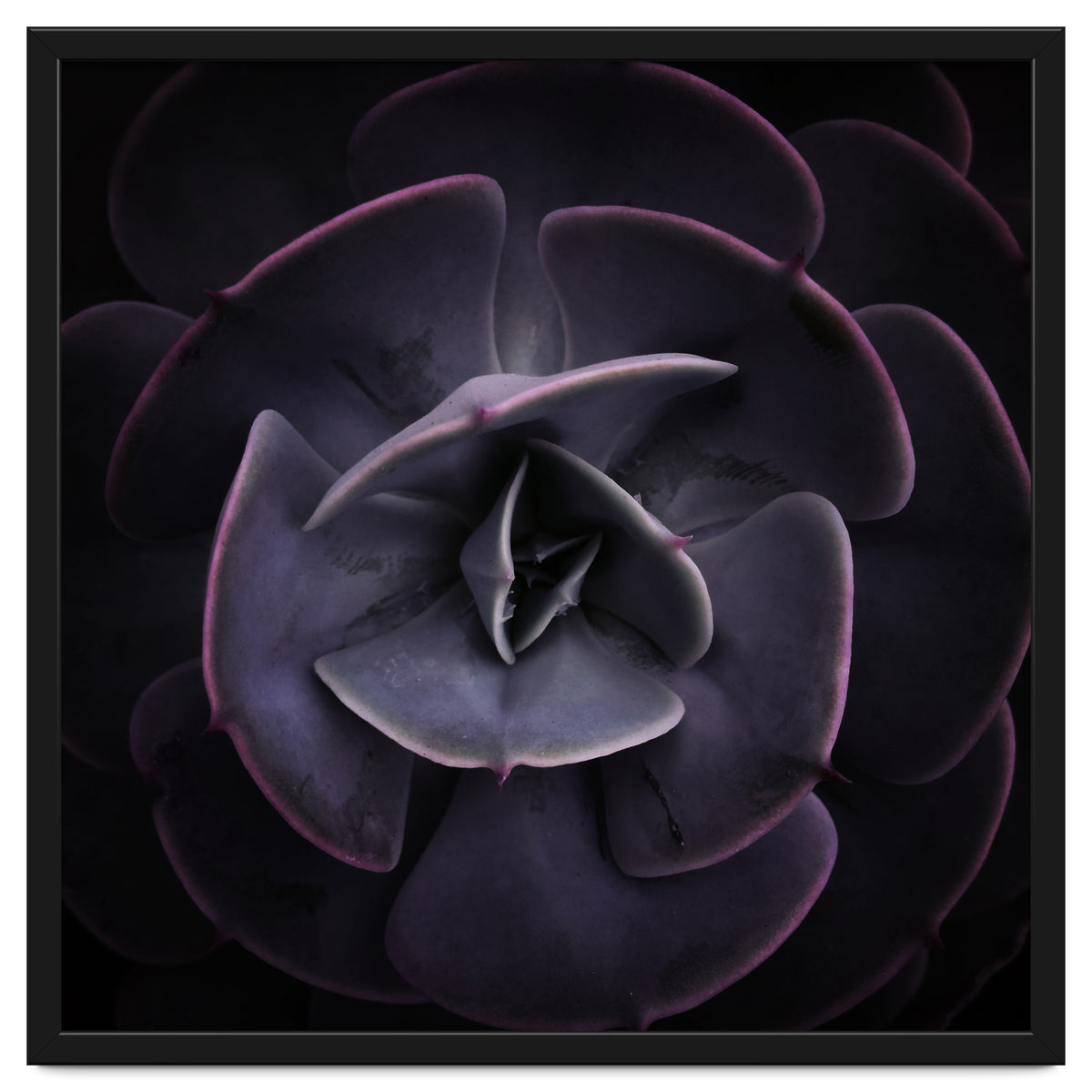 DARKSIDE OF SUCCULENTS VIII