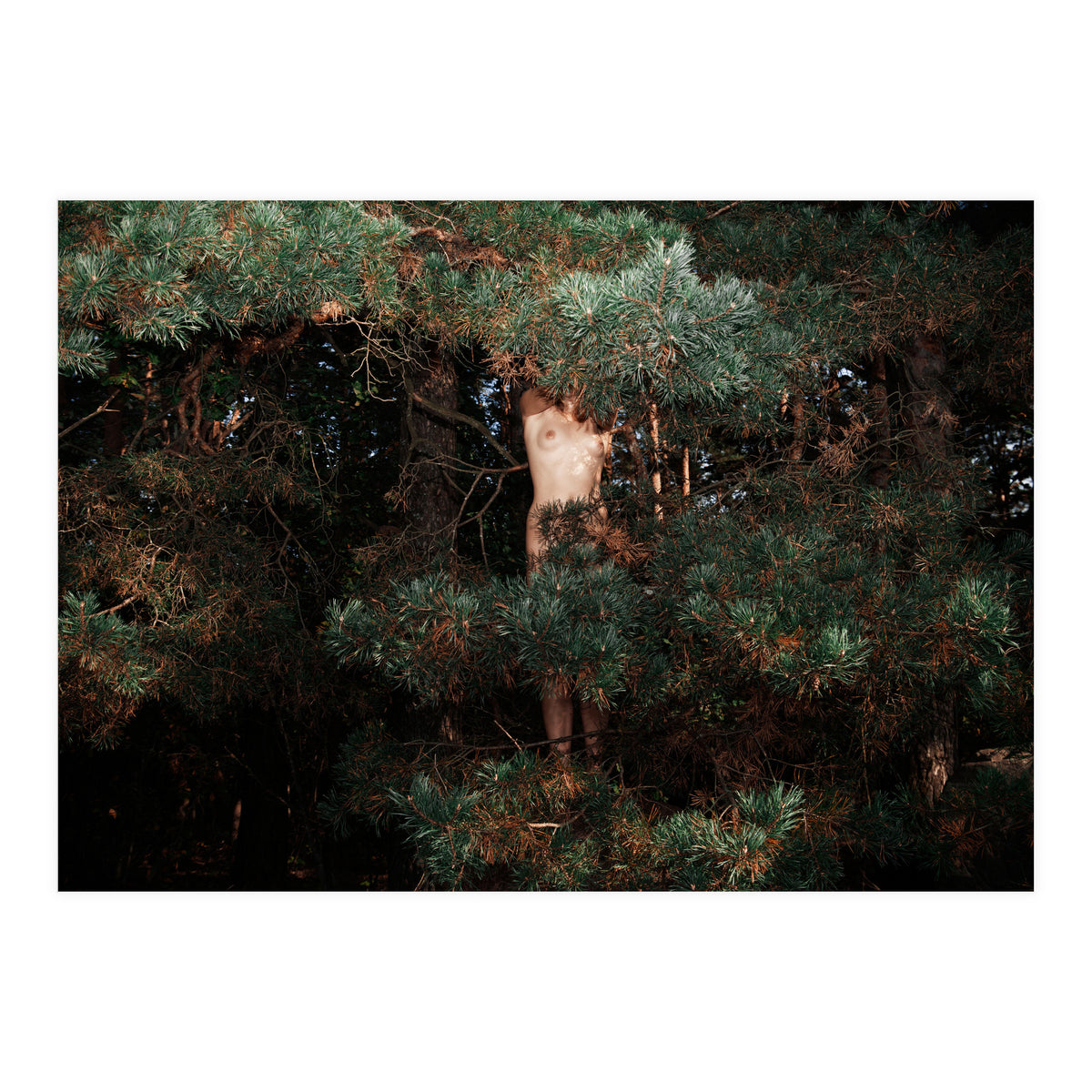 The Eyes of the Forest (Print Only)