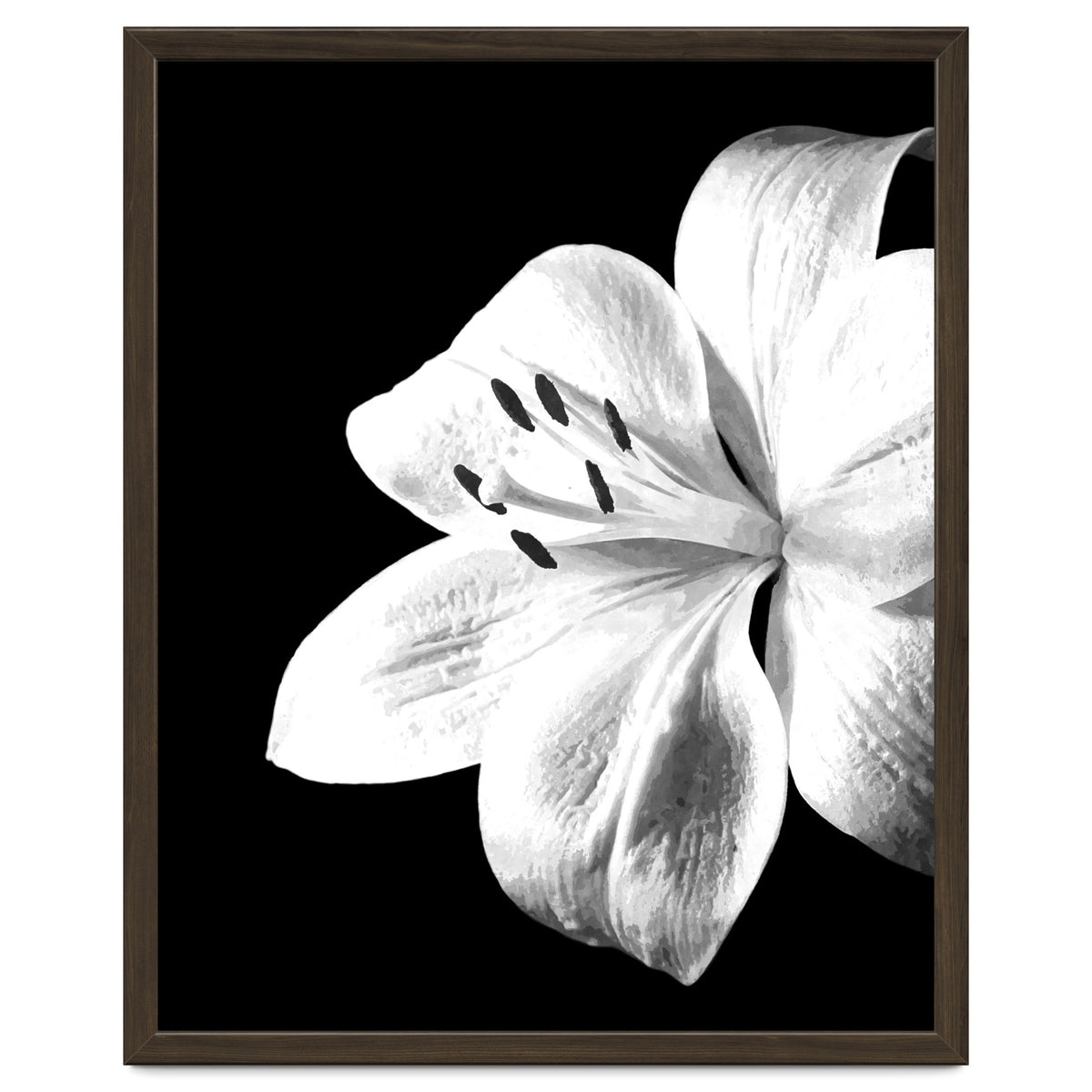 White Lily Black Background