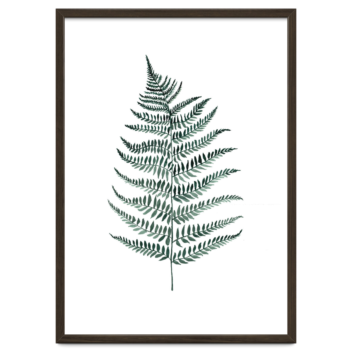 Botanical Illustration Silverfern