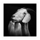 Billy Goat Adam (Print Only) thumbnail