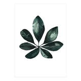 Botanical Illustration Arboricola Schefflera (Print Only) thumbnail