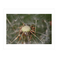 Dandelion Seeds (Print Only)