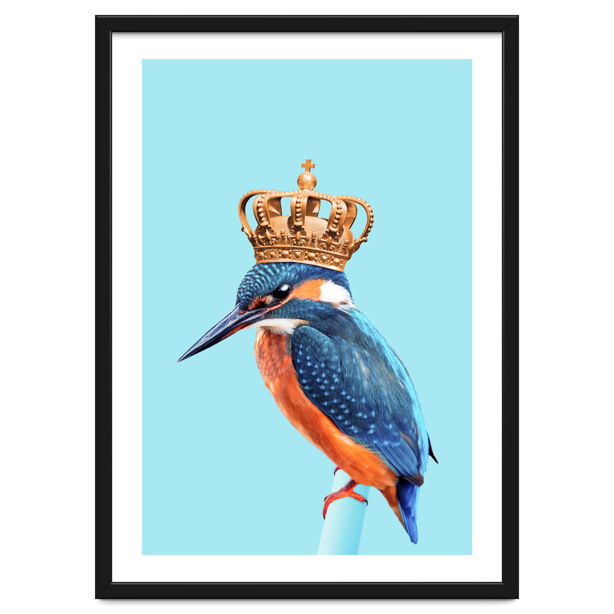 Kingfisher