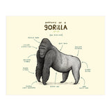 Anatomy of a Gorilla (Print Only) thumbnail