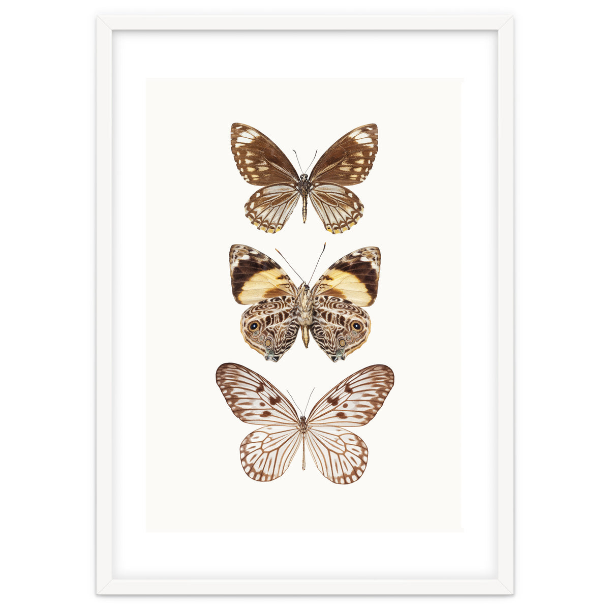 Cc Butterflies 06