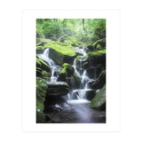 Forest (Print Only) thumbnail