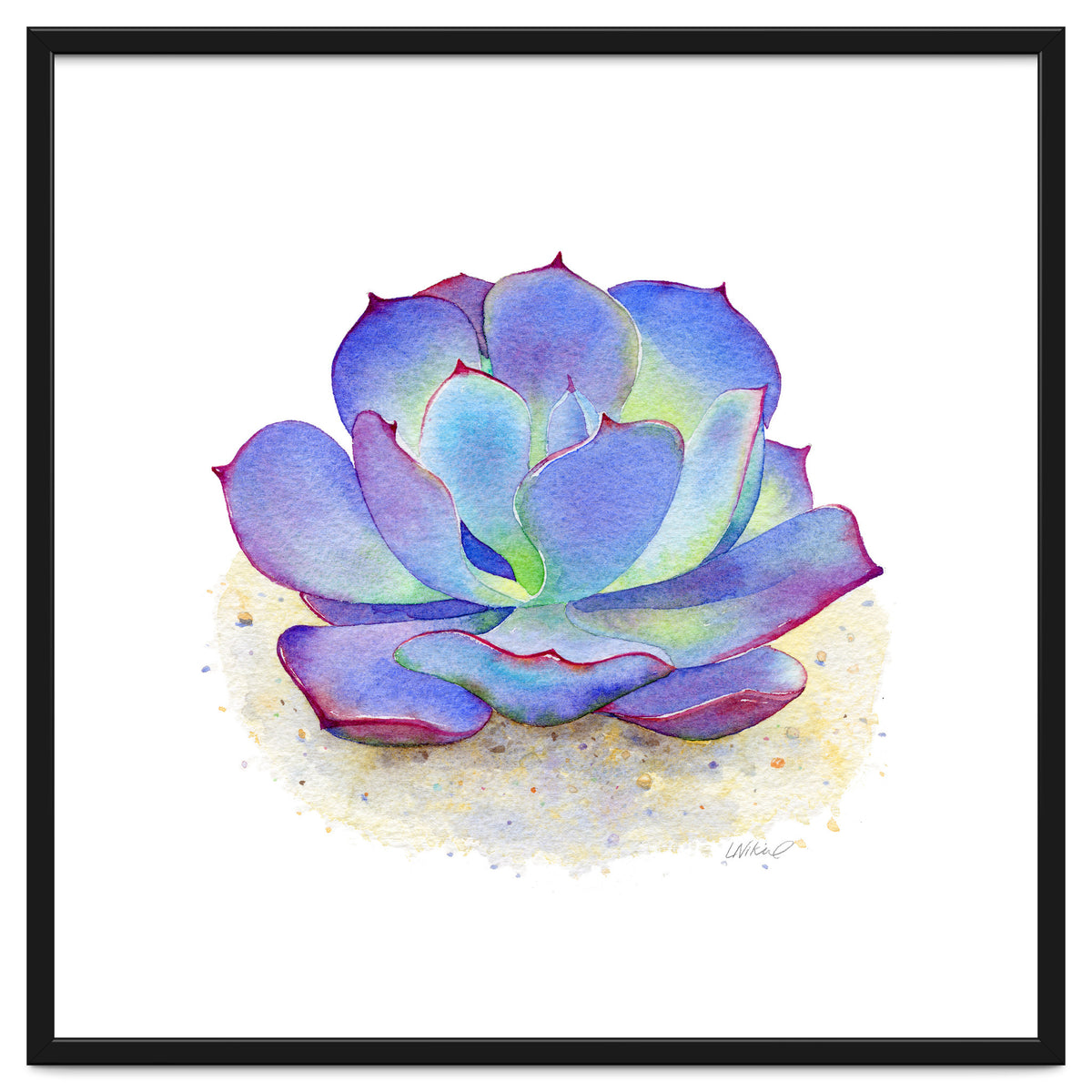 Blue Echeveria Succulent