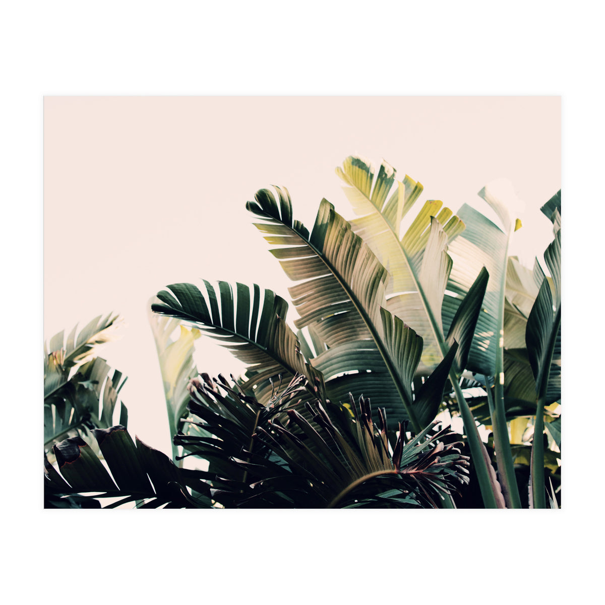 Paradise #4  (Print Only)