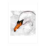 Mute swan (Print Only) thumbnail