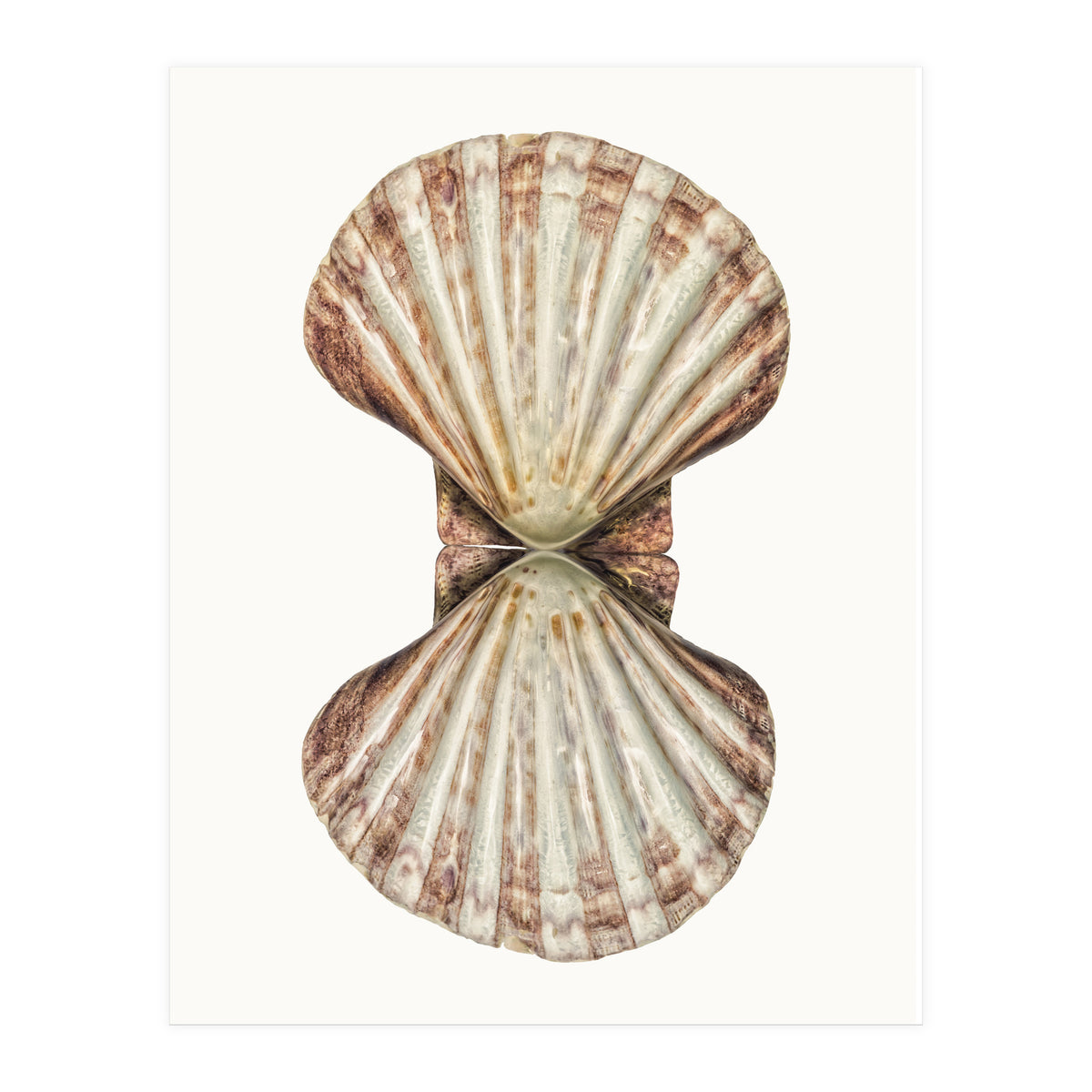 Cc Shell 06 (Print Only)