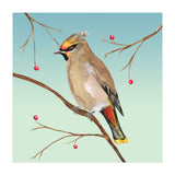 Bohemian waxwing (Print Only) thumbnail