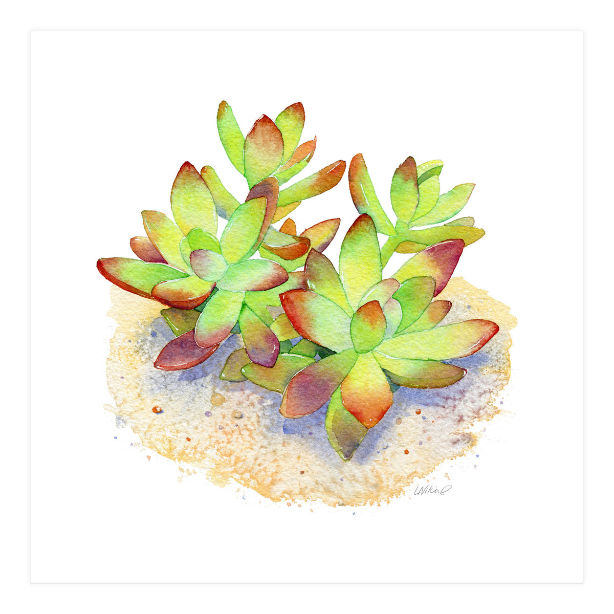 California Sunset Succulent (Print Only)