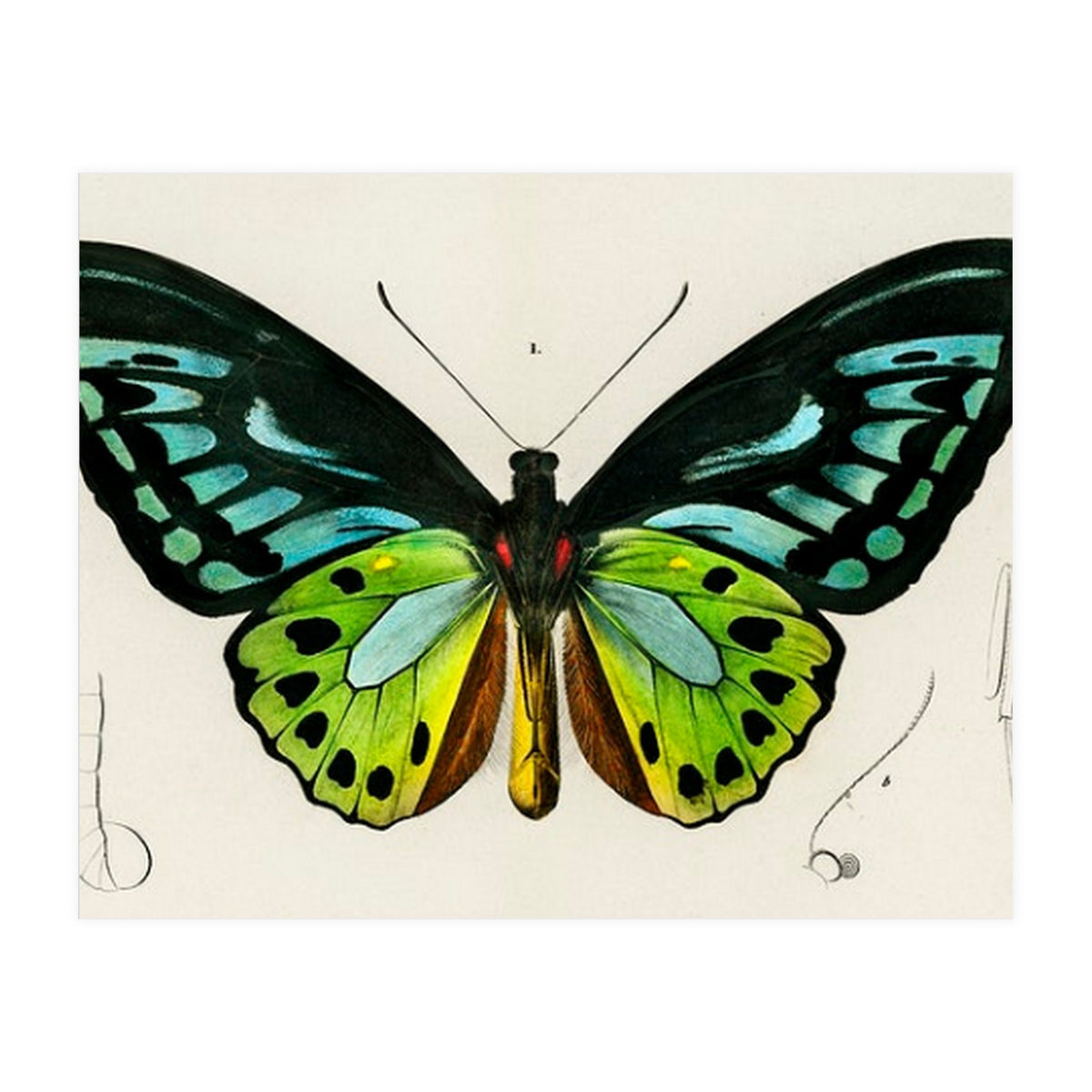 Green birdwing illustrated (Print Only)