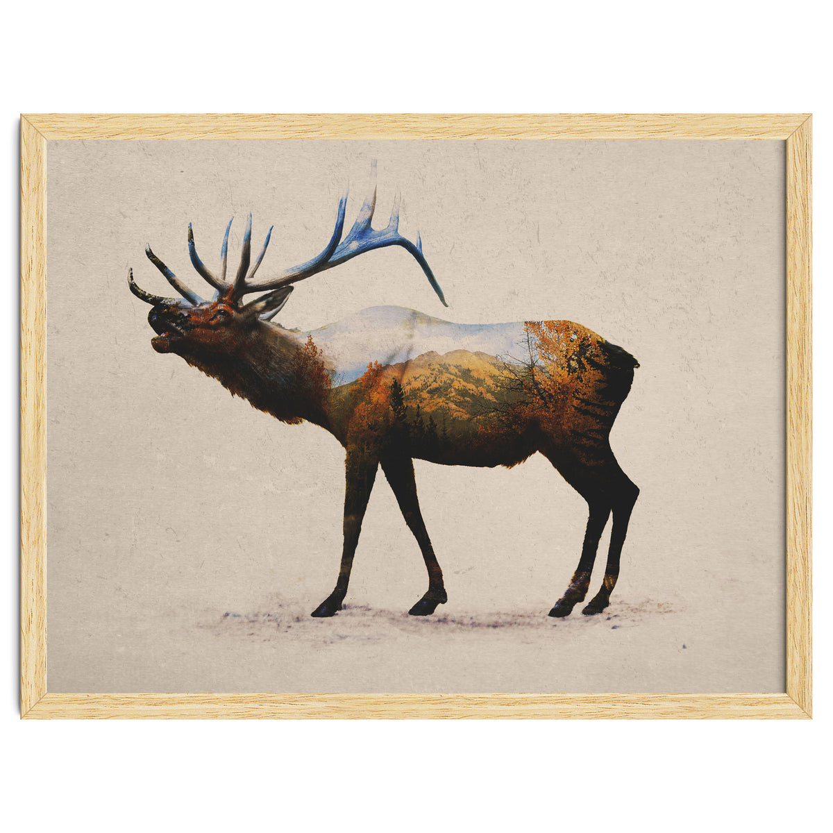 The Rocky Mountain Elk