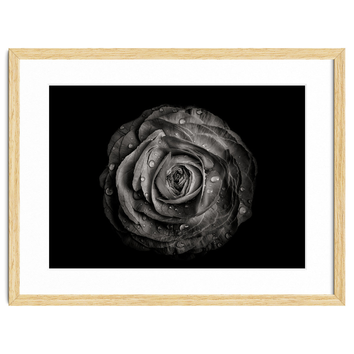 Backyard Flowers In Black And White 72