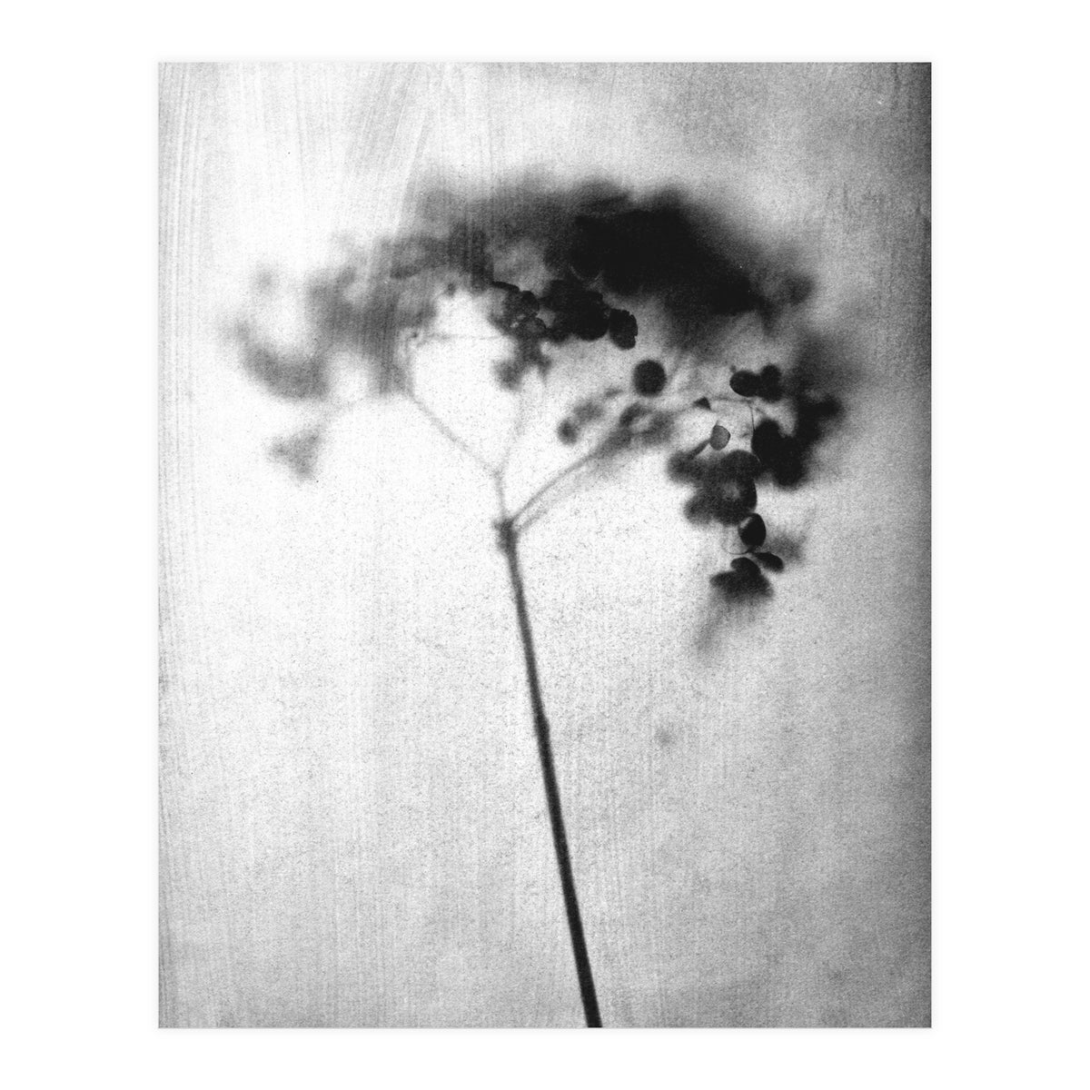 Hydrangea (Print Only)