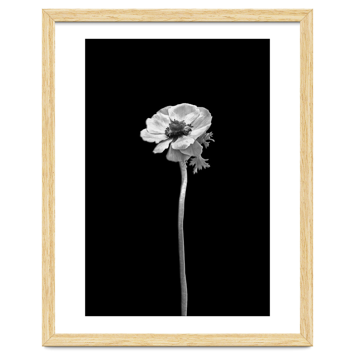 Anemone coronaria | dark design