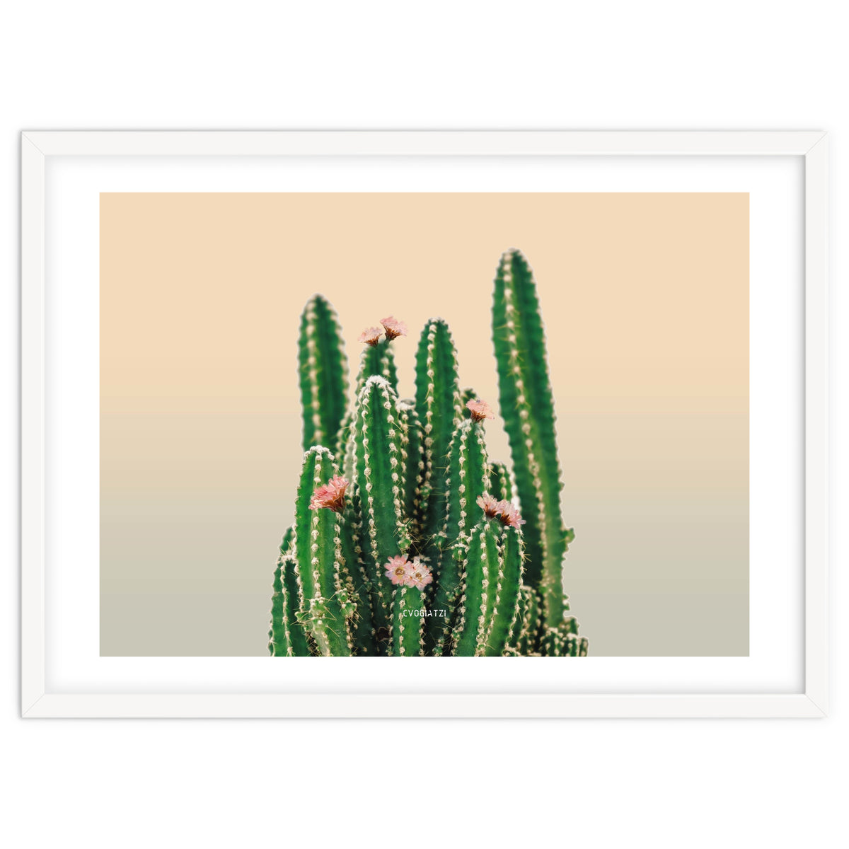 Flowered Cactus