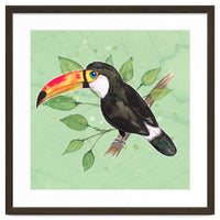 Toco toucan