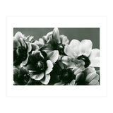 Anemone Flowers (Print Only) thumbnail