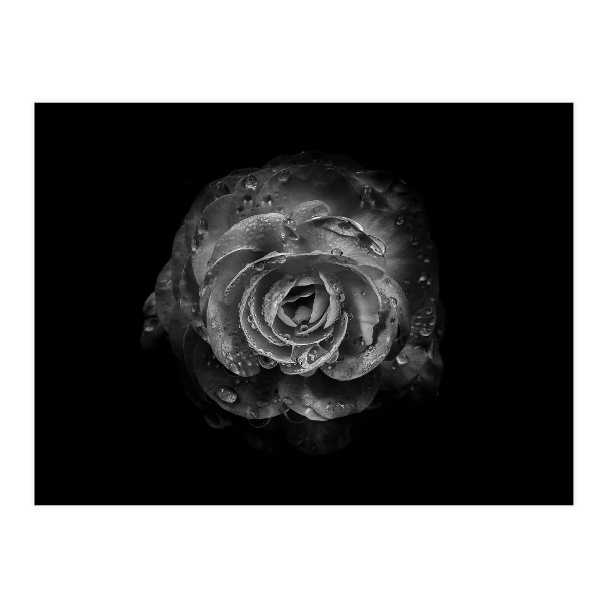 Backyard Flowers In Black And White No 64 (Print Only)