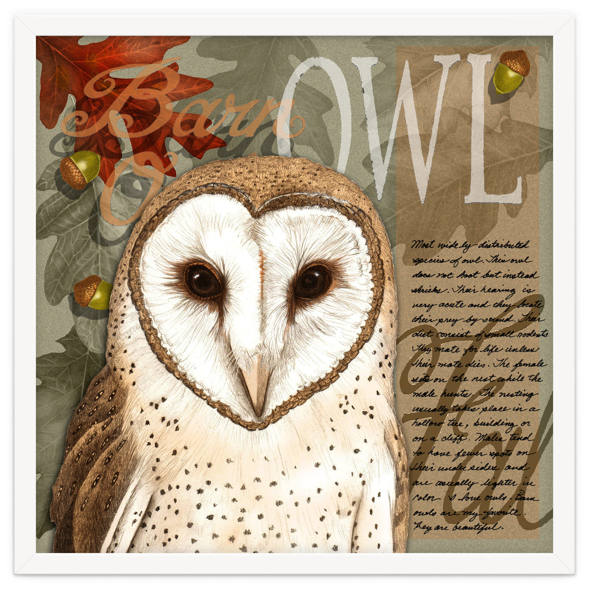 Barn Owl