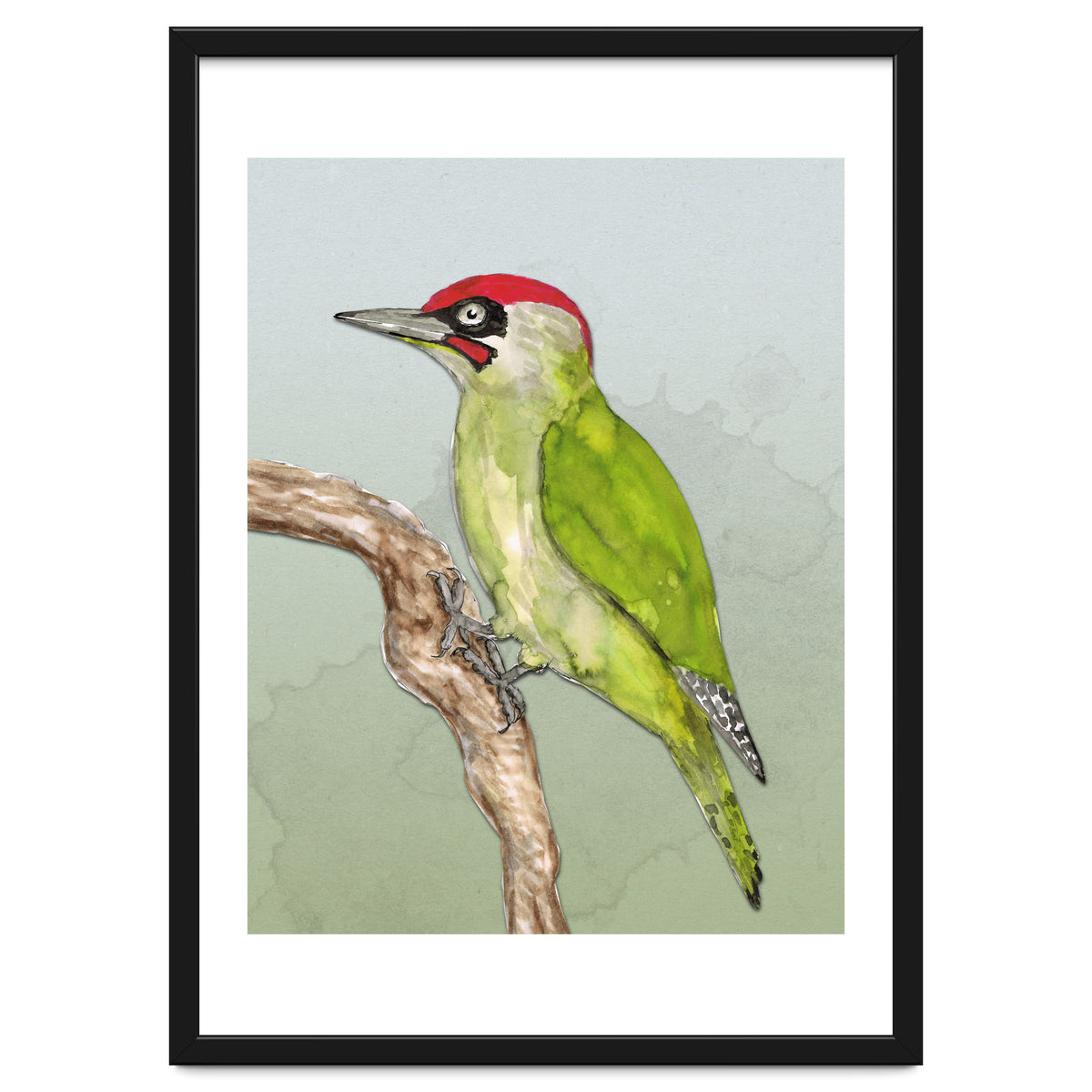 Green woodpecker