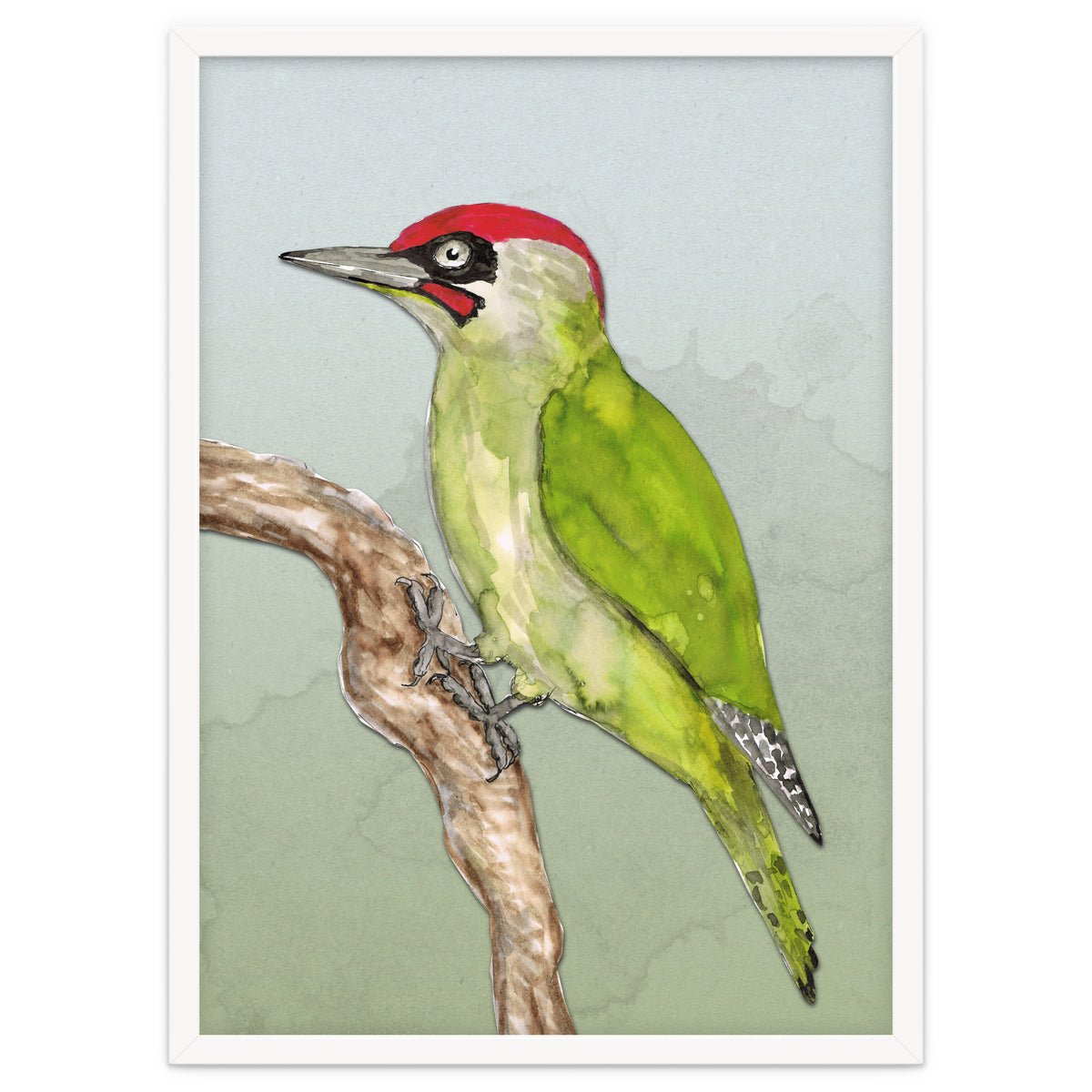 Green woodpecker