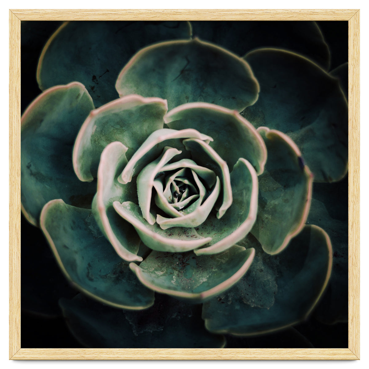 DARKSIDE OF SUCCULENTS IV-A