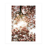 Magnolia tree (Print Only) thumbnail