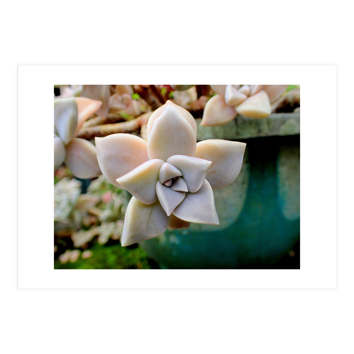 Succulent Love (Print Only)