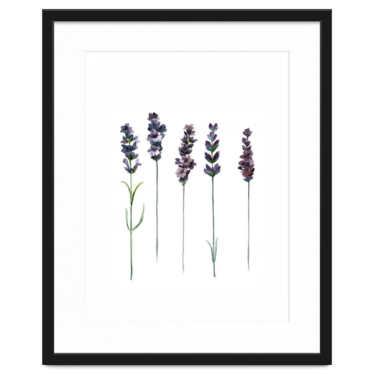 Botanical Illustration Lavender