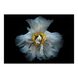 Backyard Flowers 49 Color Version (Print Only) thumbnail