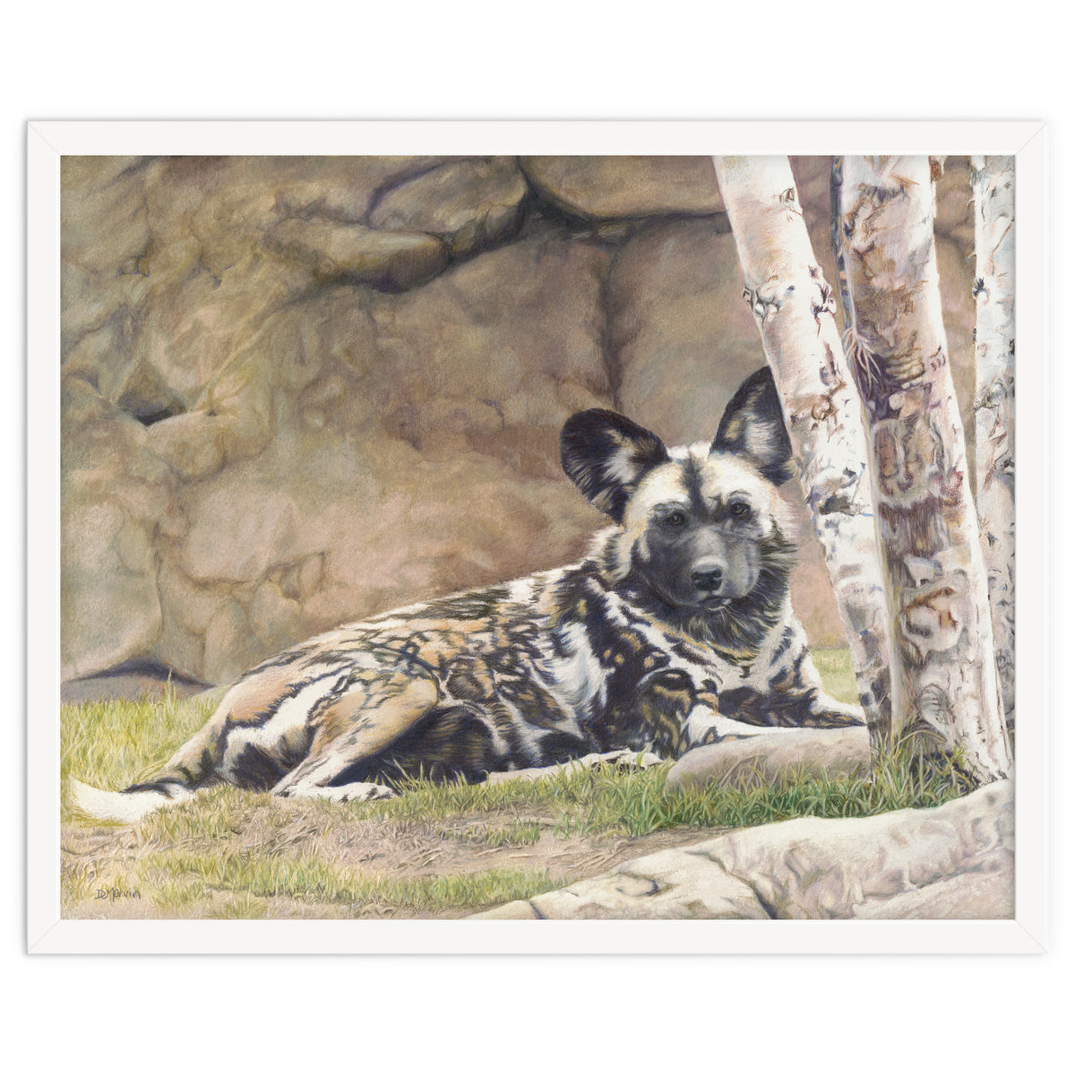 Afican Painted Dog IV - Imara