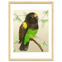 Meyer's parrot watercolor