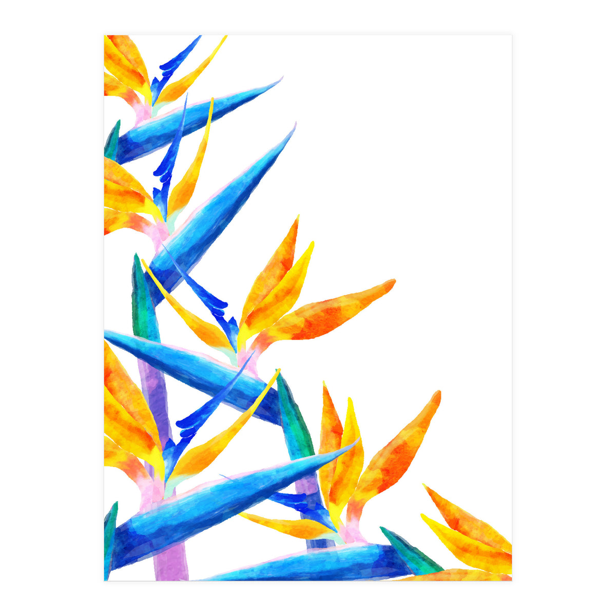 Bird Of Paradise Watercolor (Print Only)