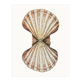 Cc Shell 06 (Print Only) thumbnail