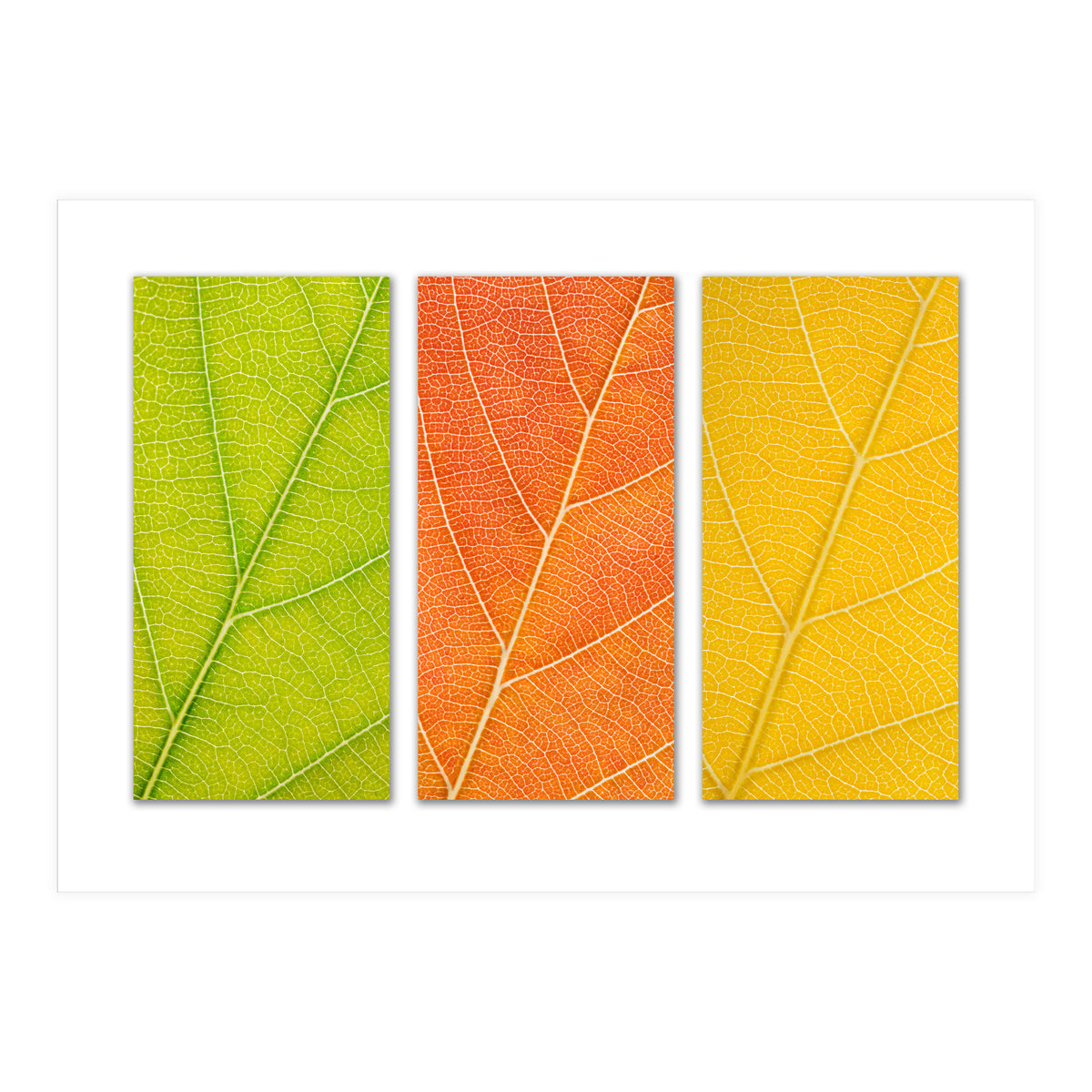 Autumn Leaves (Print Only)