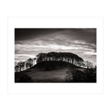 Trees in Silhouette (Print Only) thumbnail